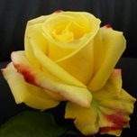 Hot Merengue Roses d'Equateur Ethiflora
